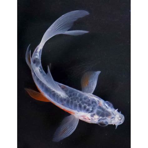 8” Imported Armor Scaled Shusui Butterfly Koi .